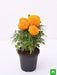 african marigold (orange) - plant