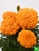 african marigold (orange) - plant