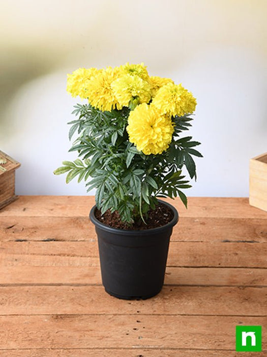 african marigold (yellow) - plant