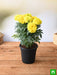 african marigold (yellow) - plant