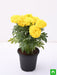 african marigold (yellow) - plant