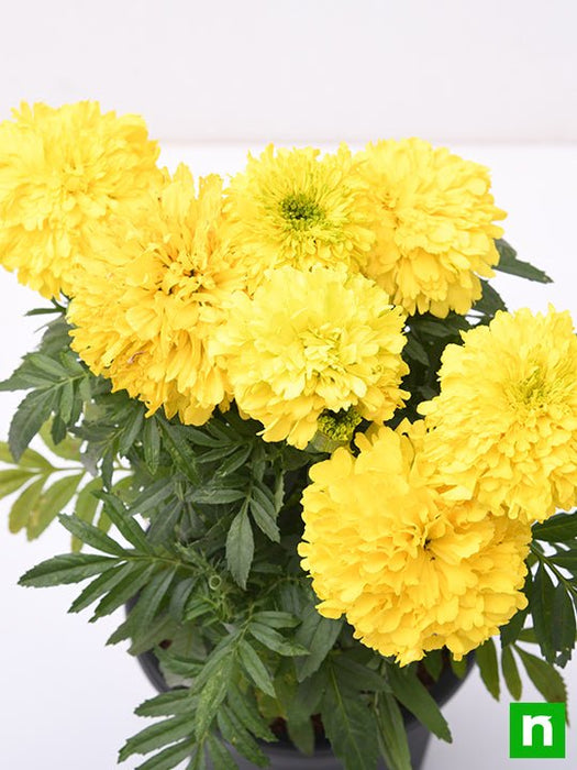 african marigold (yellow) - plant