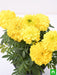 african marigold (yellow) - plant