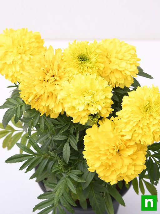 african marigold (any color) - plant