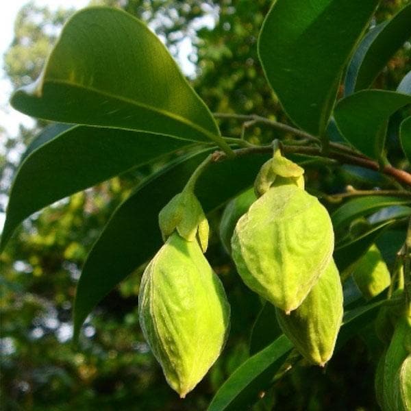 agarwood - plant