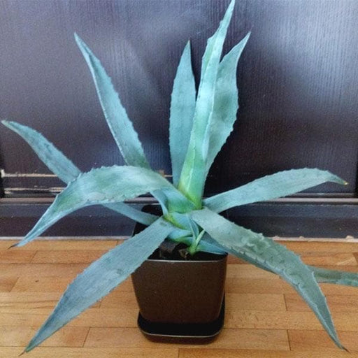 agave americana - plant