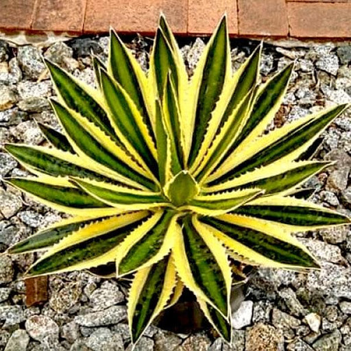 agave lophantha - plant