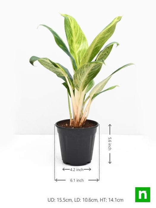 aglaonema brilliant - plant