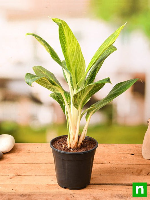 aglaonema brilliant - plant