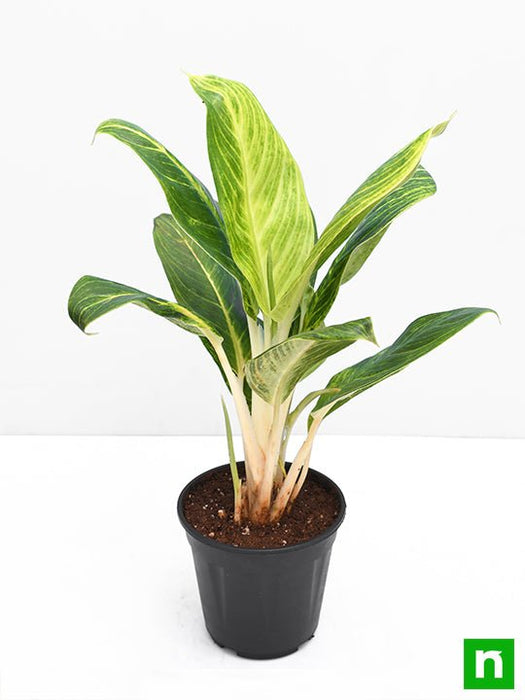 aglaonema brilliant - plant