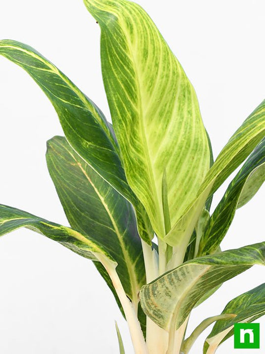 aglaonema brilliant - plant