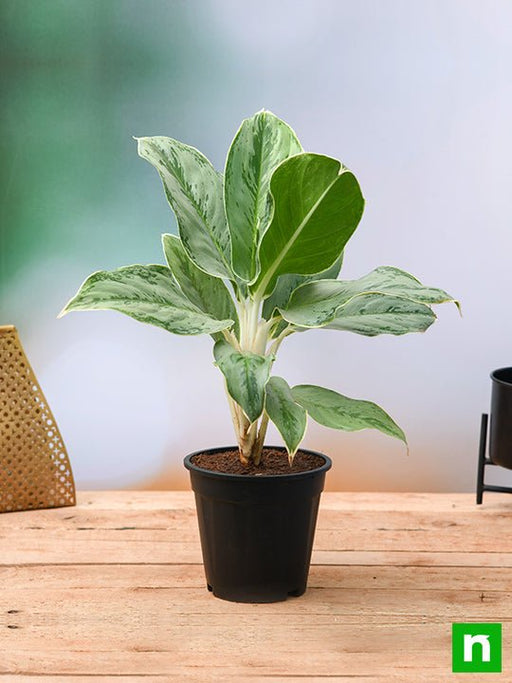 aglaonema commutatum silver queen - plant