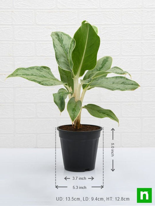 aglaonema commutatum silver queen - plant