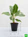 aglaonema commutatum silver queen - plant