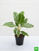 aglaonema commutatum silver queen - plant