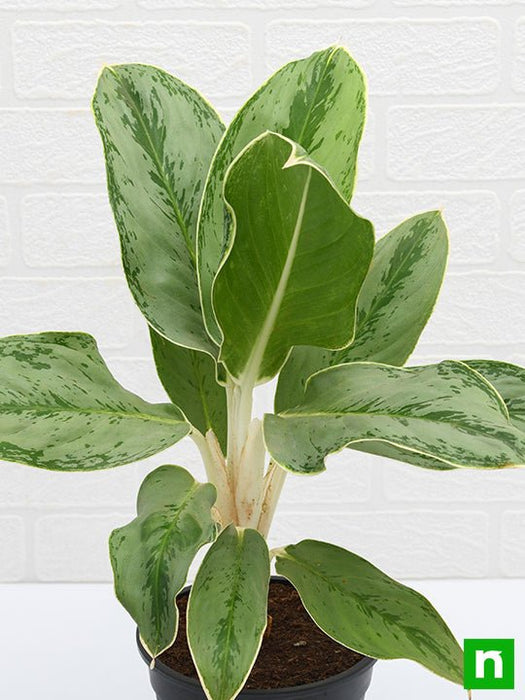 aglaonema commutatum silver queen - plant