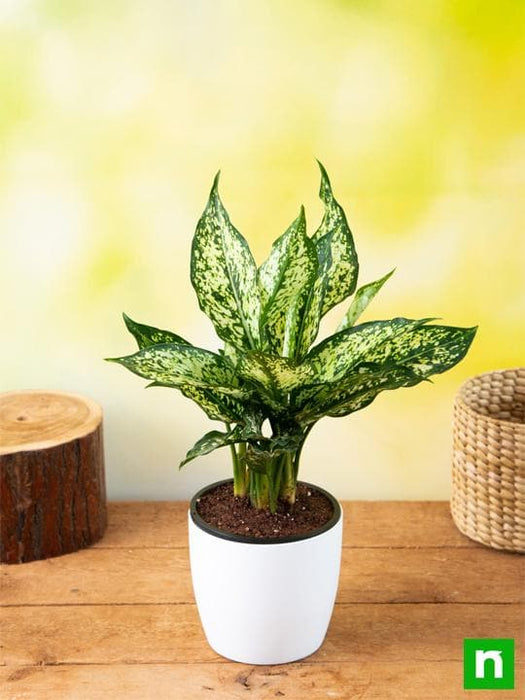 aglaonema costatum - plant