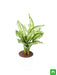 aglaonema costatum - plant