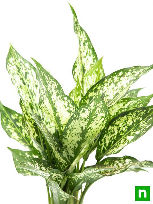 aglaonema costatum - plant