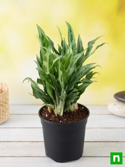 aglaonema green compact - plant