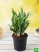 aglaonema green compact - plant