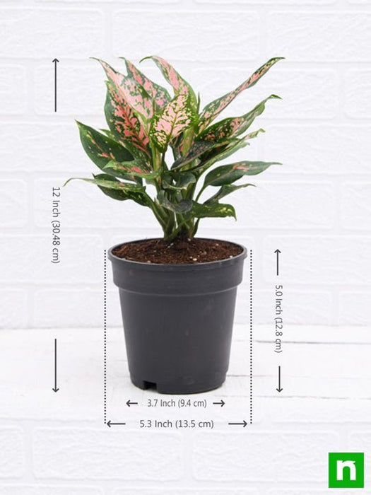 aglaonema pink dalmatian - plant