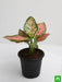 aglaonema pink dalmatian - plant