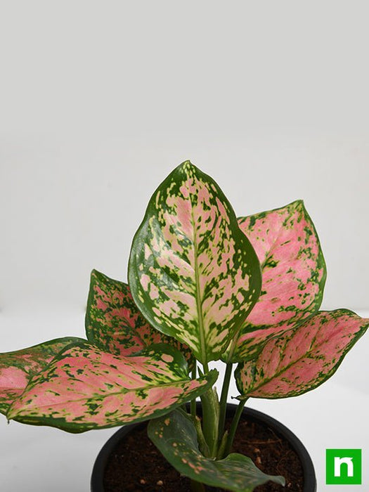 aglaonema pink dalmatian - plant