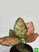 aglaonema pink dalmatian - plant