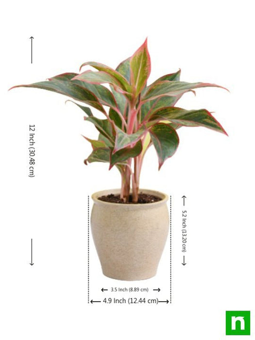 aglaonema plant in decorative ceramic pot 