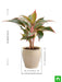 aglaonema plant in decorative ceramic pot 