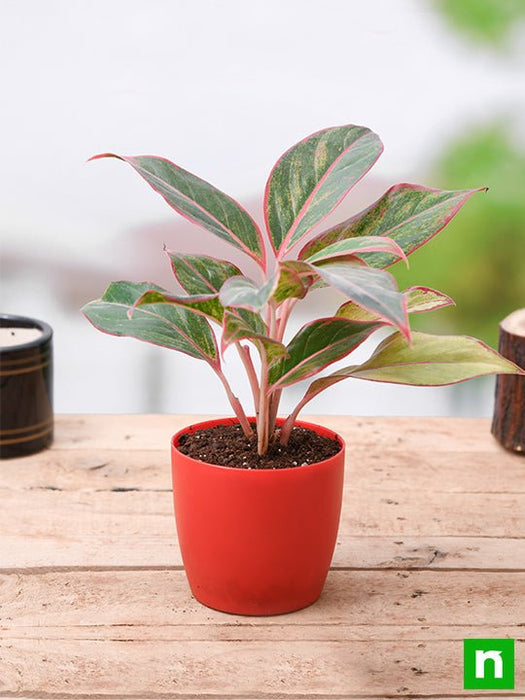 aglaonema siam aurora - plant