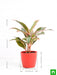 aglaonema siam aurora - plant