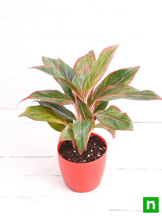 aglaonema siam aurora - plant