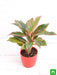 aglaonema siam aurora - plant