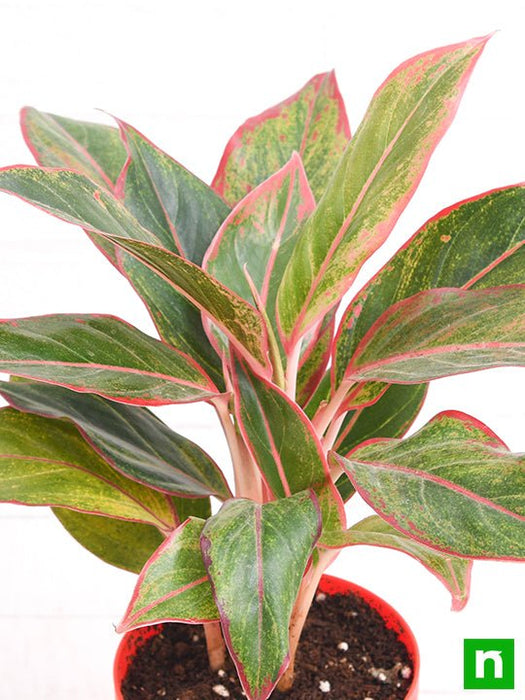 aglaonema siam aurora - plant