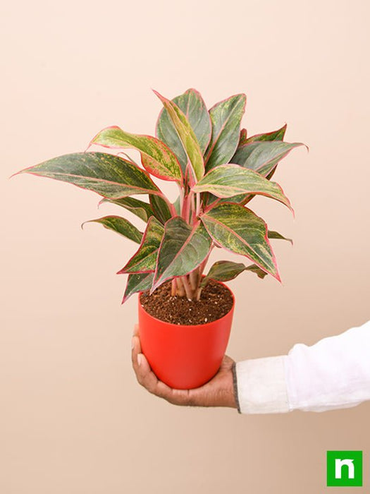 aglaonema siam aurora - plant