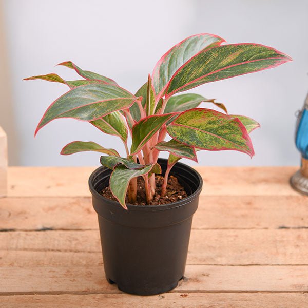 Aglaonema siam aurora, Aglaonema lipstick - Plant