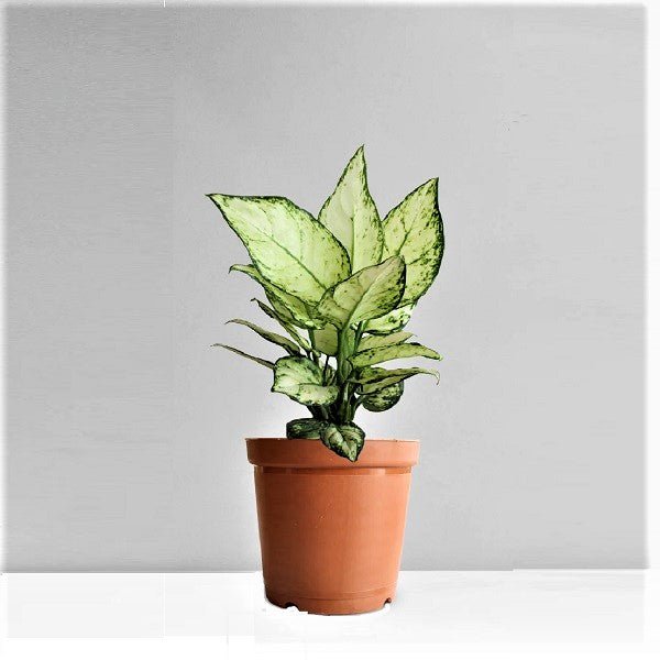 Aglaonema Super White - Plant