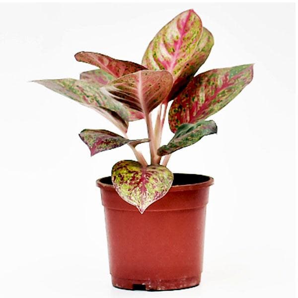 aglaonema tiara - plant