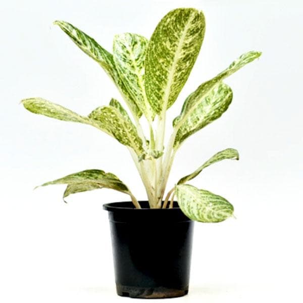 aglaonema white lightning - plant