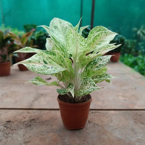 Aglaonema White Lipstick - Plant