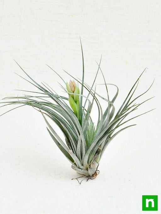 air plant - plant