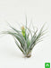 air plant - plant