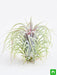 air plant - plant