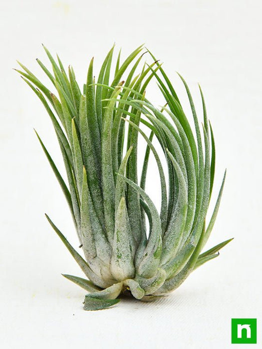 air plant - plant