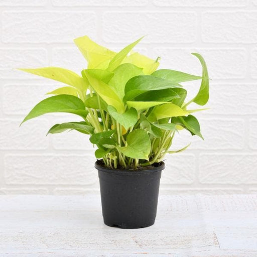 air purifier money plant with pot 