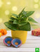 air purifying green money plant for clean diwali - gift plant