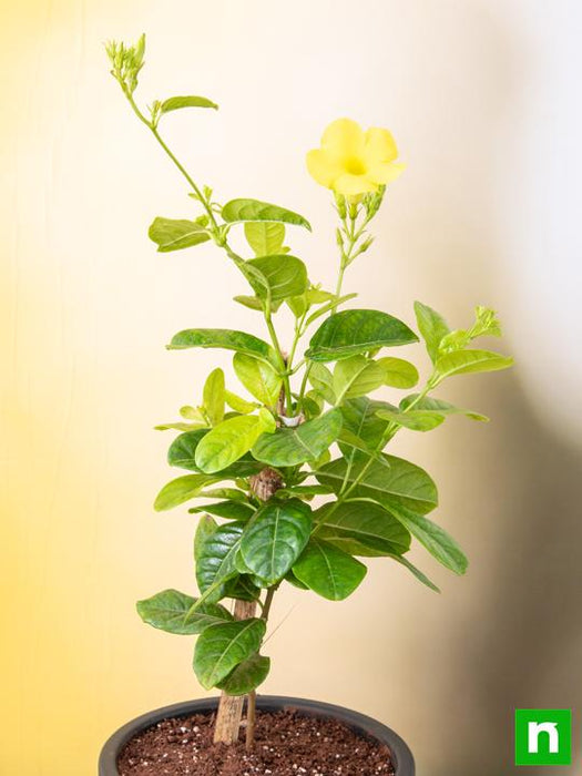 allamanda creeper - plant