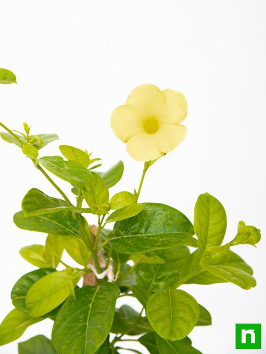 allamanda creeper - plant